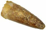 Cretaceous Fossil Crocodylomorph Tooth - Morocco #311179-1